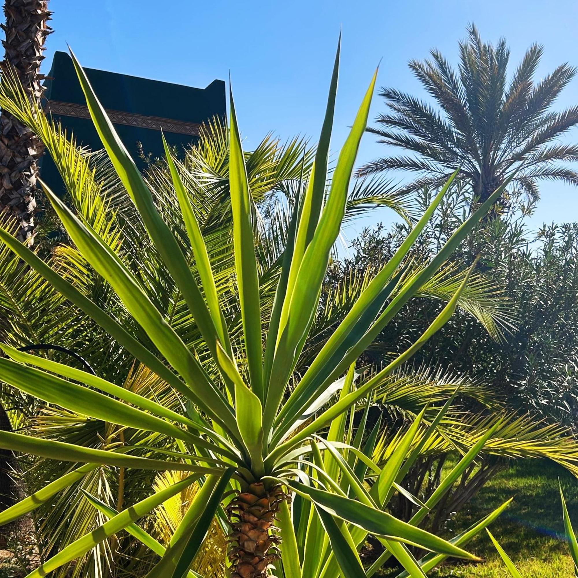 Les Jardins D'issil El Aggada