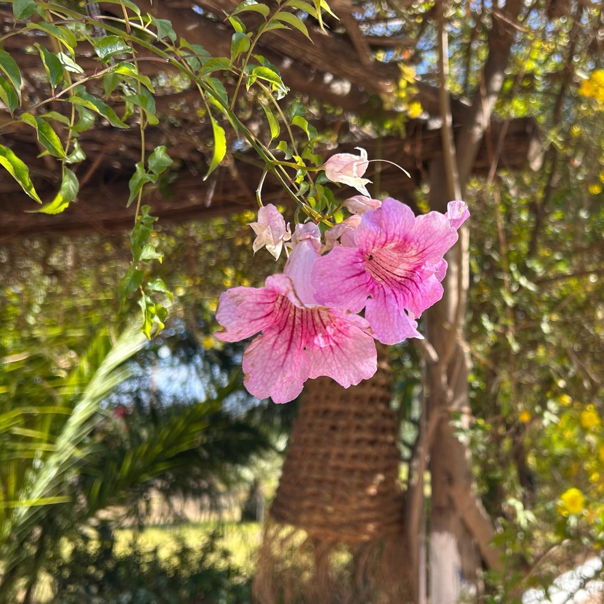 Les Jardins D'issil El Aggada