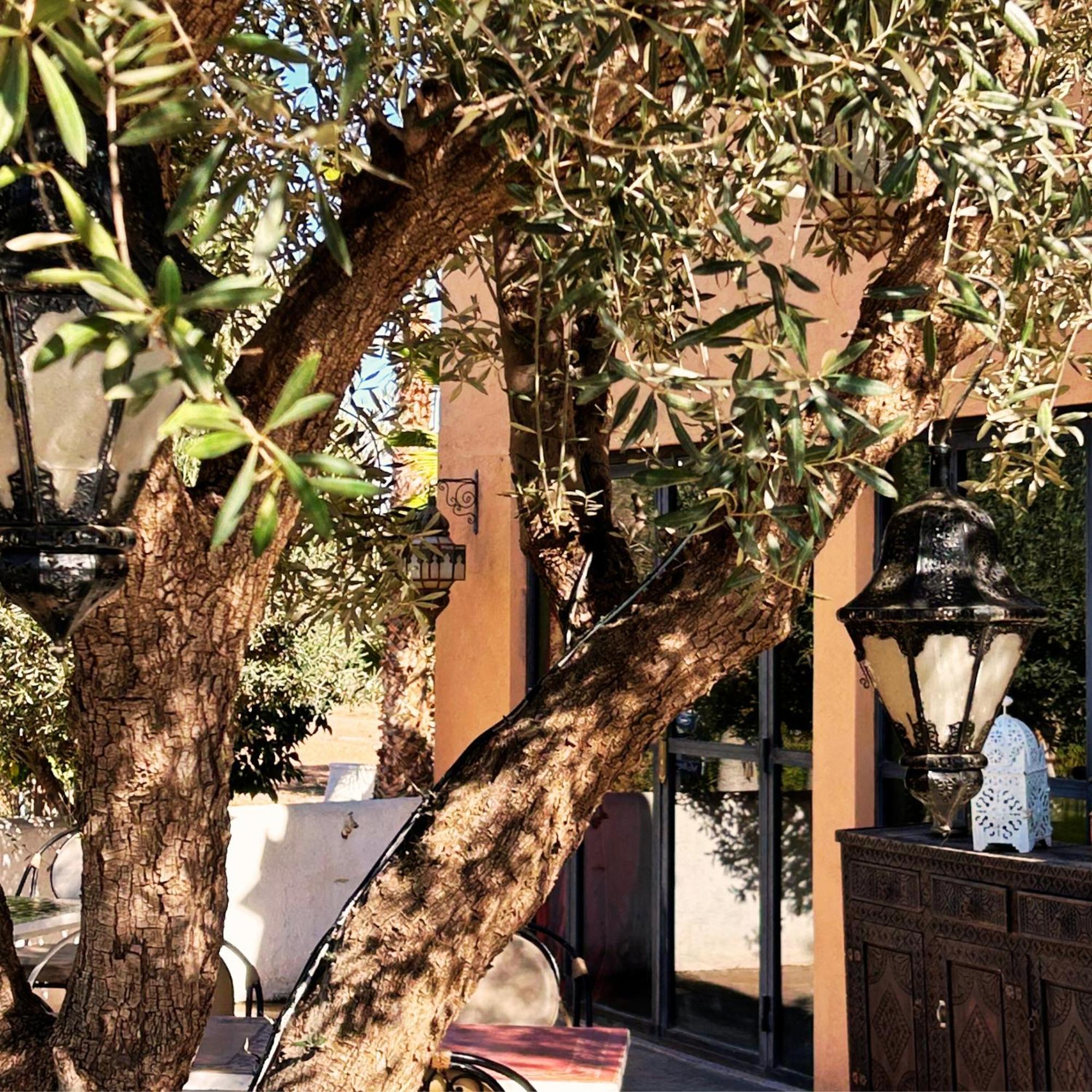 Les Jardins D'issil El Aggada